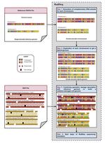 RadiSeq: a single- and bulk-cell whole-genome DNA sequencing simulator for radiation-damaged cell models.