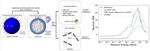 In silico neutron relative biological effectiveness estimations for Pre-DNA repair and post-DNA repair endpoints.