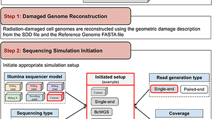 RadiSeq: a single- and bulk-cell whole-genome DNA sequencing simulator for radiation-damaged cell models